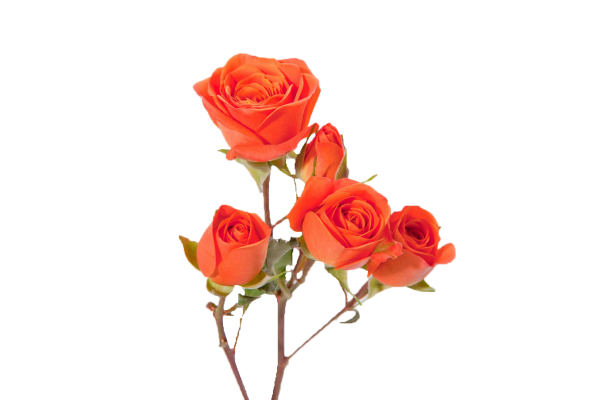 Роза кустовая Спрей